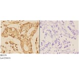 Anti-14-3-3 θ (Q67) Antibody from Bioworld Technology (BS2179) - Antibodies.com