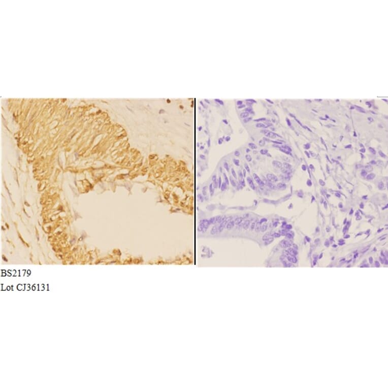 Anti-14-3-3 θ (Q67) Antibody from Bioworld Technology (BS2179) - Antibodies.com