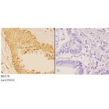 Anti-14-3-3 θ (Q67) Antibody from Bioworld Technology (BS2179) - Antibodies.com