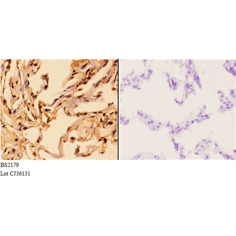 Anti-14-3-3 θ (Q67) Antibody from Bioworld Technology (BS2179) - Antibodies.com