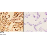 Anti-14-3-3 θ (Q67) Antibody from Bioworld Technology (BS2179) - Antibodies.com