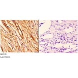 Anti-14-3-3 θ (Q67) Antibody from Bioworld Technology (BS2179) - Antibodies.com