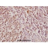 Anti-COL11A1 (G610) Antibody from Bioworld Technology (BS2182) - Antibodies.com