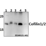 Anti-Cofilin1/2 (T88) Antibody from Bioworld Technology (BS2183) - Antibodies.com