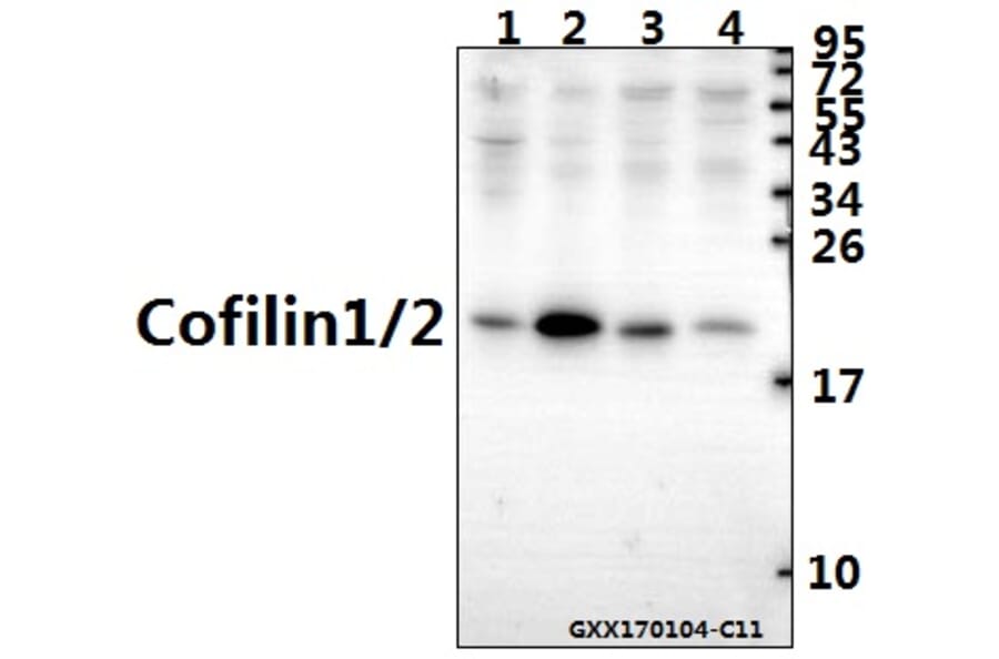 Anti-Cofilin1/2 (T88) Antibody from Bioworld Technology (BS2183) - Antibodies.com