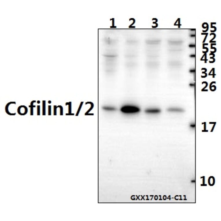 Anti-Cofilin1/2 (T88) Antibody from Bioworld Technology (BS2183) - Antibodies.com