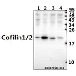 Anti-Cofilin1/2 (T88) Antibody from Bioworld Technology (BS2183) - Antibodies.com