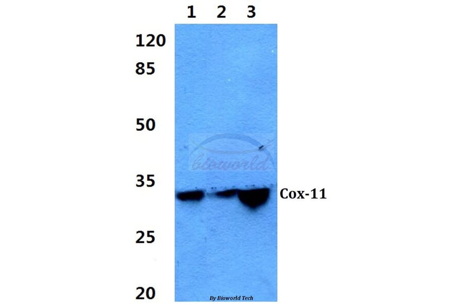 Anti-Cox-11 (F80) Antibody from Bioworld Technology (BS2185) - Antibodies.com