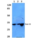 Anti-Cox-11 (F80) Antibody from Bioworld Technology (BS2185) - Antibodies.com