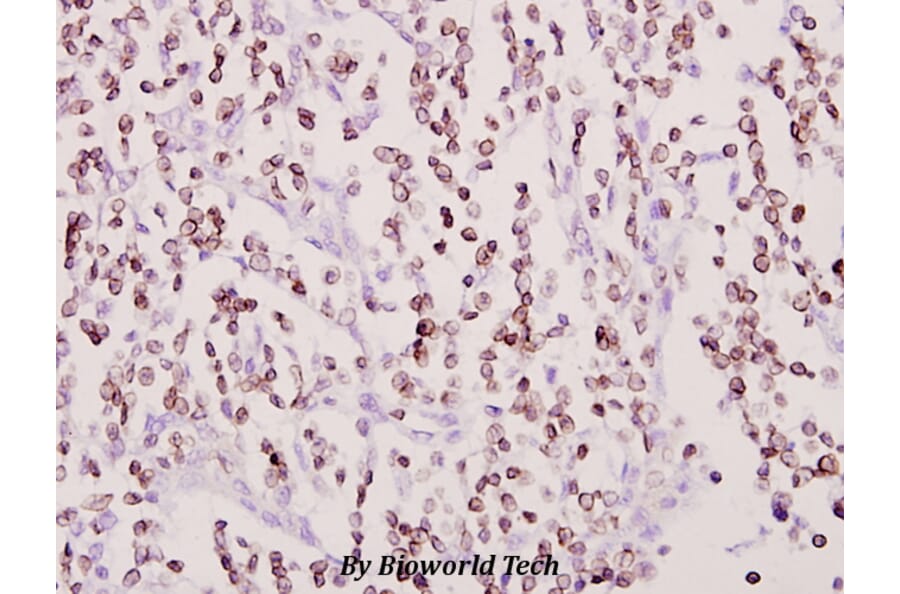 Anti-Cox-11 (F80) Antibody from Bioworld Technology (BS2185) - Antibodies.com