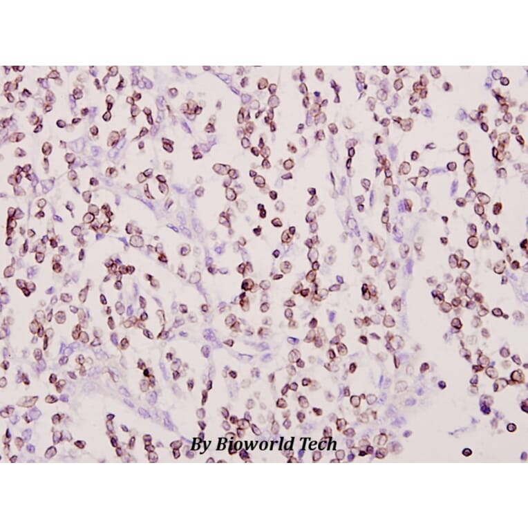 Anti-Cox-11 (F80) Antibody from Bioworld Technology (BS2185) - Antibodies.com