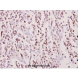 Anti-Cox-11 (F80) Antibody from Bioworld Technology (BS2185) - Antibodies.com