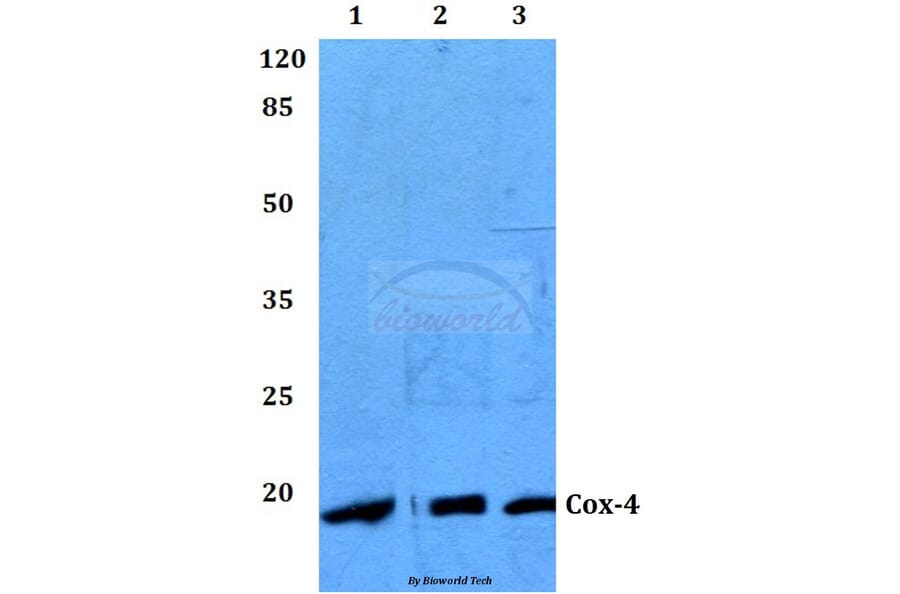 Anti-Cox-4 (A37) Antibody from Bioworld Technology (BS2186) - Antibodies.com