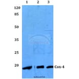Anti-Cox-4 (A37) Antibody from Bioworld Technology (BS2186) - Antibodies.com