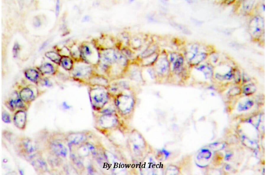 Anti-Cox-4 (A37) Antibody from Bioworld Technology (BS2186) - Antibodies.com