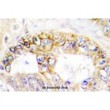 Anti-Cox-4 (A37) Antibody from Bioworld Technology (BS2186) - Antibodies.com