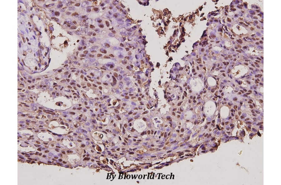 Anti-CYP17A1 (N249) Antibody from Bioworld Technology (BS2187) - Antibodies.com