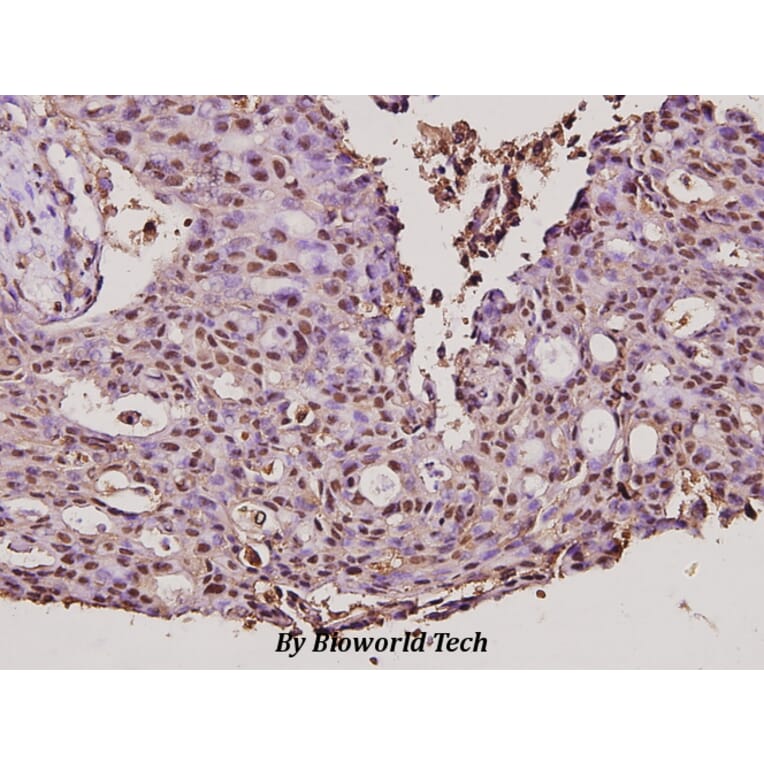 Anti-CYP17A1 (N249) Antibody from Bioworld Technology (BS2187) - Antibodies.com