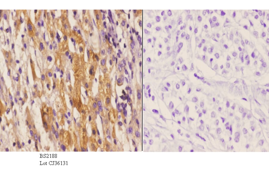 Anti-CYP1A1/2 (R98) Antibody from Bioworld Technology (BS2188) - Antibodies.com