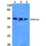 Anti-CYP27A1 (E131) Antibody from Bioworld Technology (BS2192) - Antibodies.com