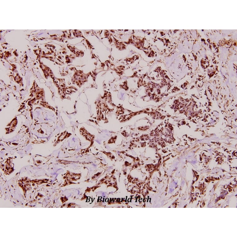 Anti-CYP27A1 (E131) Antibody from Bioworld Technology (BS2192) - Antibodies.com