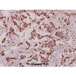 Anti-CYP27A1 (E131) Antibody from Bioworld Technology (BS2192) - Antibodies.com