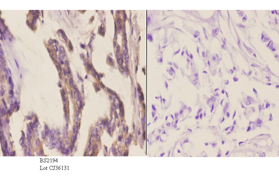 Anti-CYP2A13 (N338) Antibody from Bioworld Technology (BS2194) - Antibodies.com