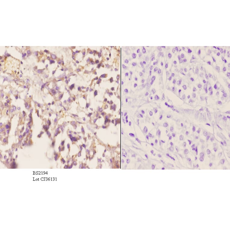 Anti-CYP2A13 (N338) Antibody from Bioworld Technology (BS2194) - Antibodies.com