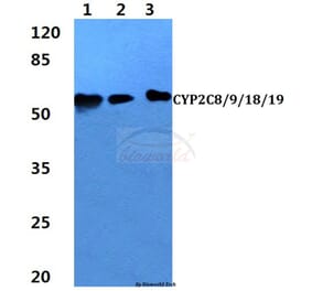 Anti-CYP2C8/9/18/19 (M136) Antibody from Bioworld Technology (BS2195) - Antibodies.com