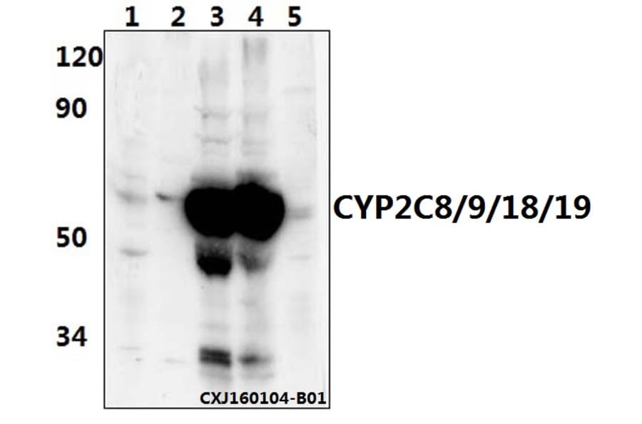 Anti-CYP2C8/9/18/19 (M136) Antibody from Bioworld Technology (BS2195) - Antibodies.com