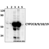 Anti-CYP2C8/9/18/19 (M136) Antibody from Bioworld Technology (BS2195) - Antibodies.com