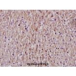 Anti-CYP2C8/9/18/19 (M136) Antibody from Bioworld Technology (BS2195) - Antibodies.com