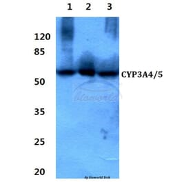 Anti-CYP3A4/5 (F386) Antibody from Bioworld Technology (BS2197) - Antibodies.com