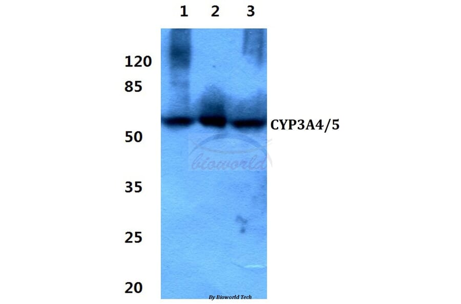 Anti-CYP3A4/5 (F386) Antibody from Bioworld Technology (BS2197) - Antibodies.com
