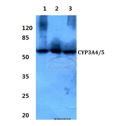 Anti-CYP3A4/5 (F386) Antibody from Bioworld Technology (BS2197) - Antibodies.com