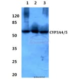 Anti-CYP3A4/5 (F386) Antibody from Bioworld Technology (BS2197) - Antibodies.com