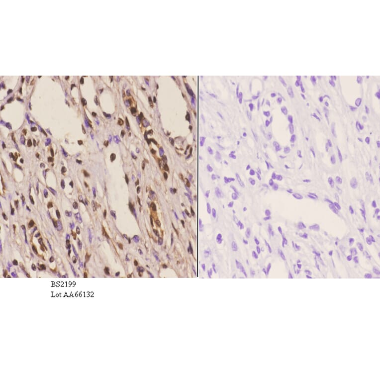 Anti-ChemR23 (R249) Antibody from Bioworld Technology (BS2199) - Antibodies.com