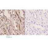 Anti-ChemR23 (R249) Antibody from Bioworld Technology (BS2199) - Antibodies.com