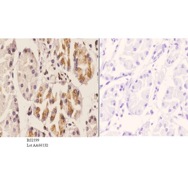 Anti-ChemR23 (R249) Antibody from Bioworld Technology (BS2199) - Antibodies.com