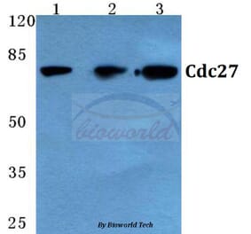 Anti-Cdc27 (K390) Antibody from Bioworld Technology (BS2200) - Antibodies.com