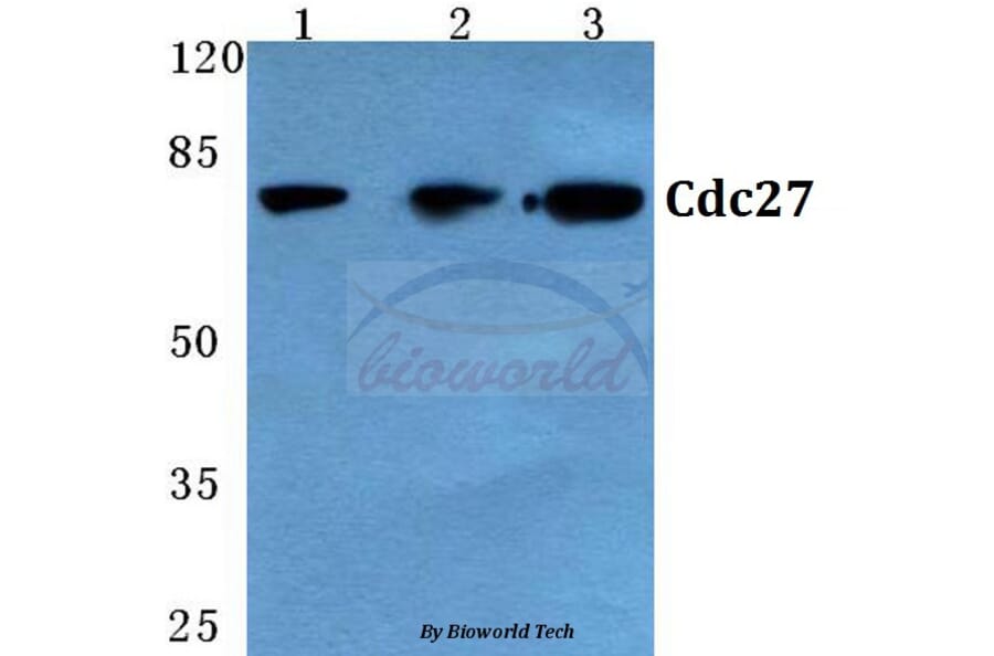 Anti-Cdc27 (K390) Antibody from Bioworld Technology (BS2200) - Antibodies.com