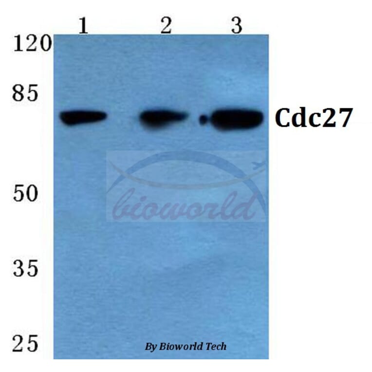 Anti-Cdc27 (K390) Antibody from Bioworld Technology (BS2200) - Antibodies.com