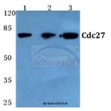 Anti-Cdc27 (K390) Antibody from Bioworld Technology (BS2200) - Antibodies.com