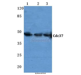 Anti-Cdc37 (F259) Antibody from Bioworld Technology (BS2201) - Antibodies.com