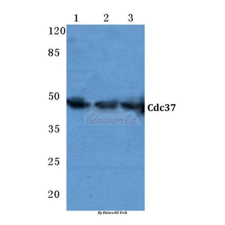 Anti-Cdc37 (F259) Antibody from Bioworld Technology (BS2201) - Antibodies.com