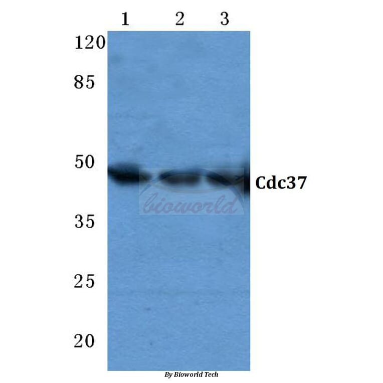 Anti-Cdc37 (F259) Antibody from Bioworld Technology (BS2201) - Antibodies.com