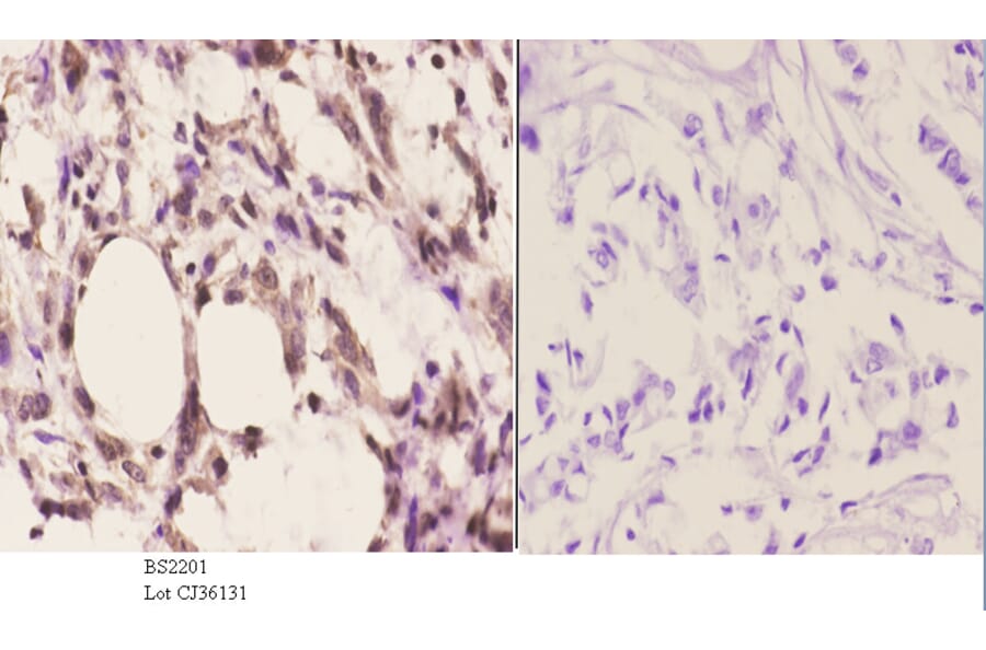Anti-Cdc37 (F259) Antibody from Bioworld Technology (BS2201) - Antibodies.com