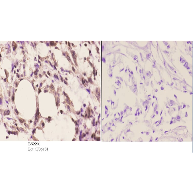 Anti-Cdc37 (F259) Antibody from Bioworld Technology (BS2201) - Antibodies.com