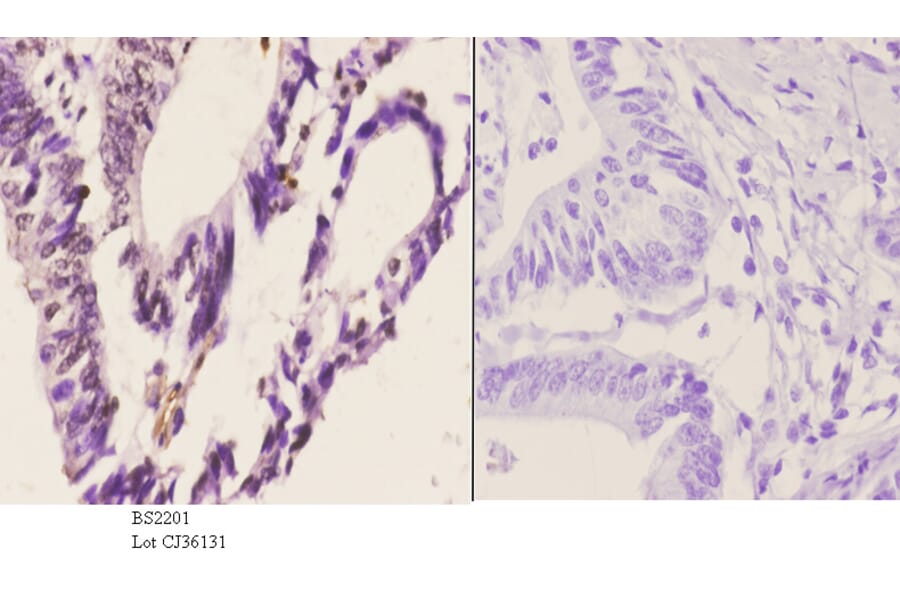 Anti-Cdc37 (F259) Antibody from Bioworld Technology (BS2201) - Antibodies.com