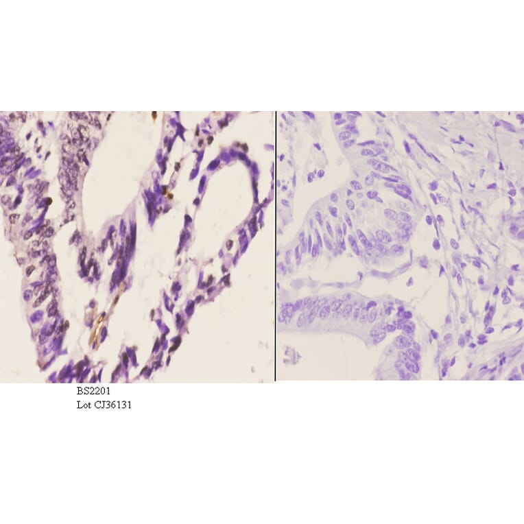 Anti-Cdc37 (F259) Antibody from Bioworld Technology (BS2201) - Antibodies.com